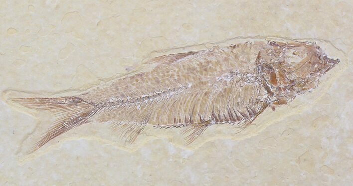 Knightia Fossil Fish - Wyoming #21896